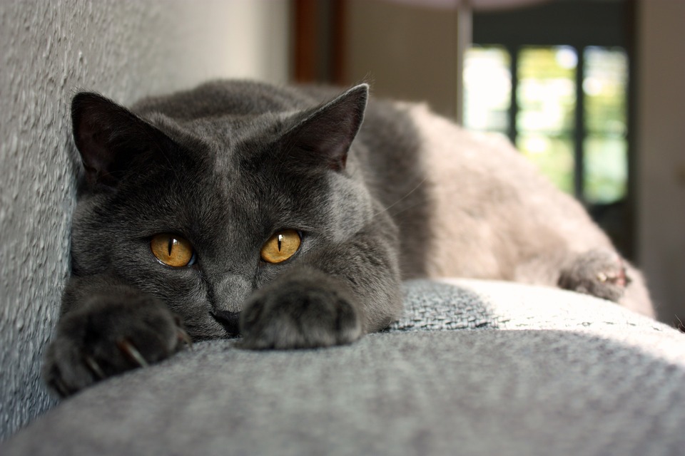 Kartezianinės katės turi turėti auksines akis, priimtini atspalviai nuo geltonos iki vario.
